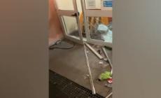 Blitz nel liceo occupato a Genova, incappucciati con spranghe devastano aule le aule