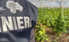 Scoperta maxi piantagione di marijuana, sei arresti nel Cagliaritano