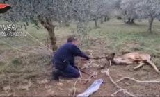 Daino impigliato in una recinzione, liberato da Forestale e Wild Umbria