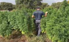Piantagione con 4.600 alberi di marijuana scoperta nel Sassarese