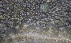 "Salviamo la famiglia nel bosco": oltre 7mila firme online