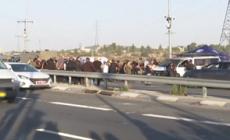 Attacco palestinese in Cisgiordania, uccisi 2 terroristi