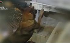 Cane antidroga scopre quasi due chili di stupefacente nel Reggino