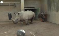 Valencia, un cucciolo di rinoceronte bianco meridionale e' nato in uno zoo