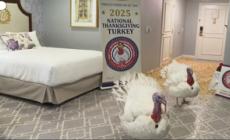 Washington, alla Casa bianca fra Thanksgiving e preparativi per le feste natalizie