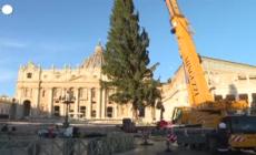 Innalzato l'albero di Natale a piazza S. Pietro: e' alto 27 metri
