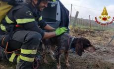Cane bloccato per tre giorni nel Forlivese, salvato dai Vigili del fuoco