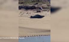 Raro esemplare di foca monaca avvistato nel Ravennate