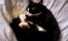 Tac al gatto in ospedale, chiesti tre rinvii a giudizio