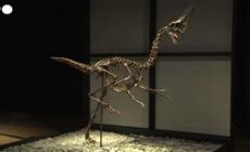 Il dinosauro Caenagnathides "Spike" in mostra prima dell'asta a Londra