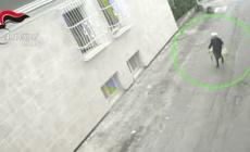 Truffe agli anziani nel Milanese, sgominata la banda del "finto carabiniere"