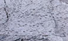 Scoperte migliaia di orme di dinosauri nel Parco dello Stelvio