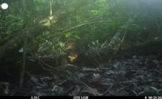 Avvistato nel Borneo il gatto dalla testa piatta, uno dei felini piu' rari al mondo