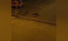 Camerino, lupi tra le case a ridosso del centro storico