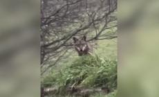 Avvistato un lupo sui Colli bolognesi, il Comune fa un'ordinanza