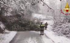 Maltempo nelle Marche, "strage" di alberi sotto il peso della neve