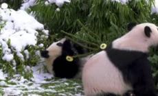 Uno spuntino di Natale per gli animali dello zoo di Berlino