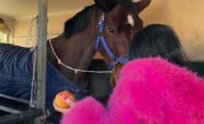 In ospedale da un mese per una caduta dalla sella, Barbara riabbraccia la cavalla Uranie: l'incontro fuori dall'ospedale