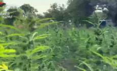 Nel Nuorese una delle piu' grandi piantagioni di marijuana in Italia