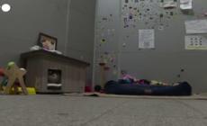 Turchia, la vita da "sultani" dei gatti randagi di Istanbul