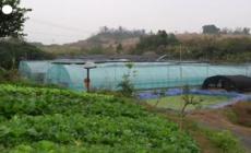 Cina, tetraplegico gestisce fattoria high-tech con sensori e computer