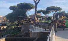 Roma, crolla un altro albero ai Fori Imperiali: tre feriti lievi