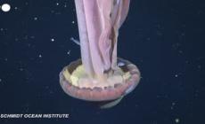 Medusa fantasma gigante filmata nelle profondita' marine dell'Argentina
