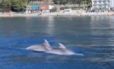 Trieste, delfini "danzano" nell'Area marina protetta di Miramare