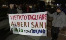 A Cuneo, presidio permanente contro l'abbattimento di dieci cedri