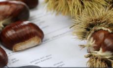 Anche le castagne minacciate dal cambiamento climatico