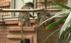 Sono nati a Roma due tamarini imperatore, tra le scimmie pi&ugrave; piccole e particolari del mondo - Video