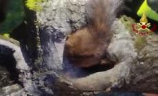 Scoiattolo incastrato in un albero, l'intervento dei Vigili del fuoco