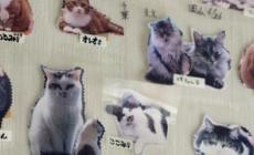 Ex operaio di Fukushima salva gli animali abbandonati nella fuga