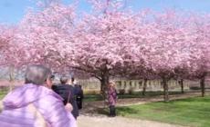 La fioritura dei ciliegi della reggia di Venaria a Torino