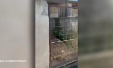 Canile abusivo scoperto sul solaio di un palazzo nel Napoletano