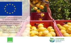 La storia di Giuseppe Sferrazzo: "Tra mango e ulivi il mio futuro e' in Sicilia"