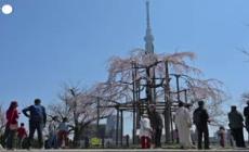 Lo spettacolo dei ciliegi in fiore a Tokyo incanta residenti e turisti