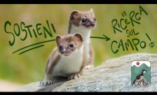 Universit&agrave; di Torino, un crowfunding per salvare l'ermellino