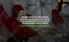 Influenza aviaria, che cos'e' e quanto e' alto il rischio d'infezione per l'uomo