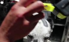 Va in pensione il cane australiano che ha salvato 100 koala