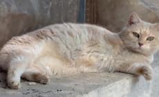 Foligno, nel gattile dove gli ospiti sono disabili che nessuno vuole