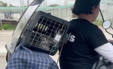 Libano, soccorritori fra le macerie di Beirut anche per gli animali