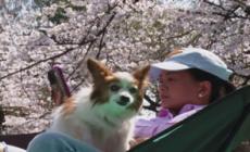 Giappone, una domenica di sole fra i ciliegi in fiore di Tokyo