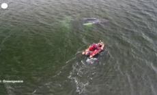 Germania, la balena Timmy si arena per la terza volta