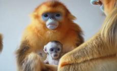 Scimmia dorata, seconda nascita in pochi giorni per la specie a rischio estinzione