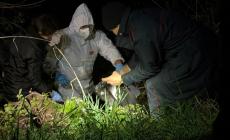 Resti di cani morti trovati nelle Marche, indagato un uomo