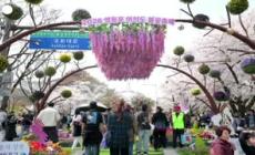 Corea del Sud, la fioritura dei ciliegi a Seul