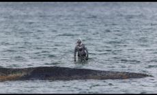 Nuovo tentativo di salvataggio della balena incagliata nel mar Baltico