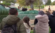 Libia, dopo 17 anni riapre lo zoo di Tripoli