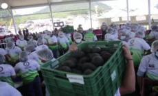 Maxi guacamole per sfidare il Guinness World Record a Tancitaro, in Messico